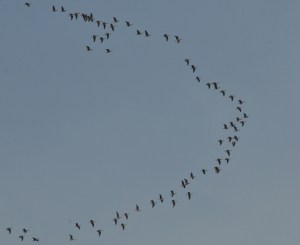 geese formation