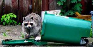 raccoon in recycling