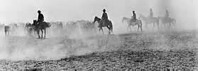cattle-drive